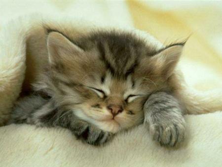 chaton